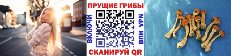магазин продажи   Арск  Галлюциногенные грибы Magic Shrooms 